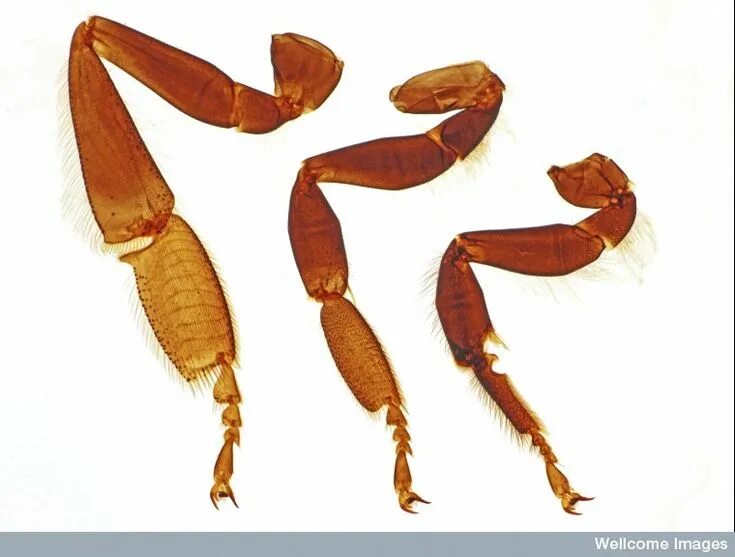 The hind leg of a worker honey bee, Apis mellifera (Hymenoptera: Apidae): / Figu