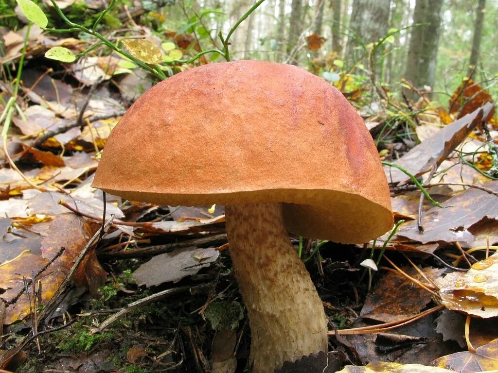 Подосиновик трубчатый гриб. Подосиновик красный (Leccinum aurantiacum). Подосиновик коричневый. Трубчатые грибы подосиновик. Подосиновик старый.