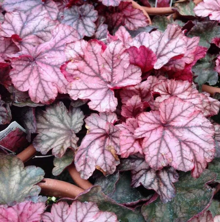 Гейхера silver scrolls. Клумба хоста астильба гейхера. Гейхера как вырастить. Клумба гейхера очиток хоста. Гейхера kira arisona.