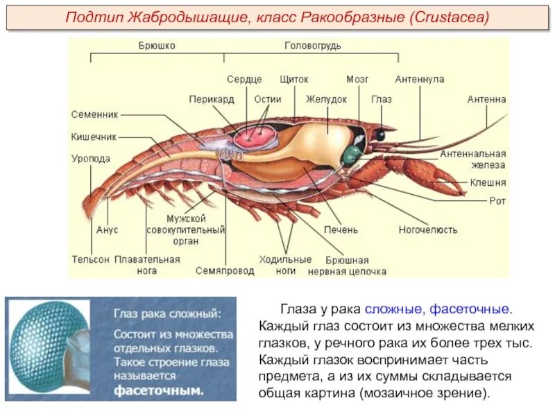 Сложные глаза у ракообразных. Строение фасеточного глаза ракообразных. сложные фасеточные глаза у ракообразных. внутреннее строение членистоногих 7 класс. общая хар-ка класса ракообразные типа членистоногие.
