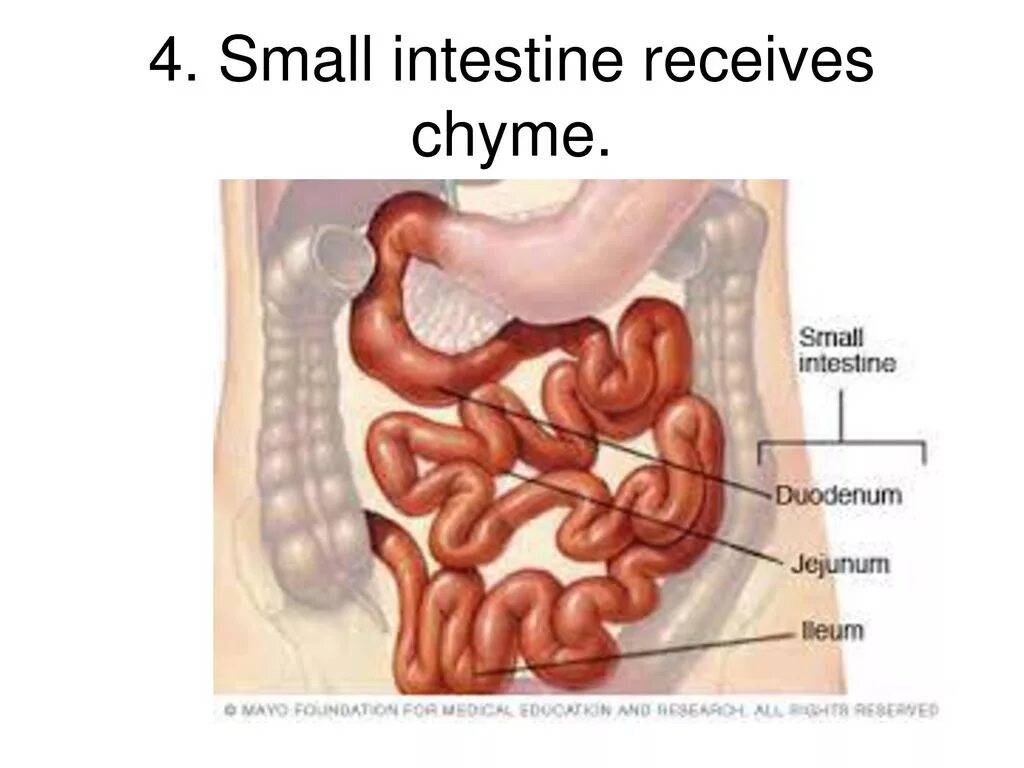 брыжейка тонкого кишечника. тонкая кишка строение и функции. тонкий кишечник анатомия латынь. тонкий кишечник на латинском. части толстой кишки анатомия латынь.