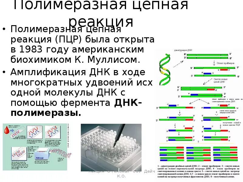 Полимеразная цепная реакция результат