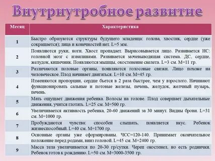 Этапы внутриутробного развития