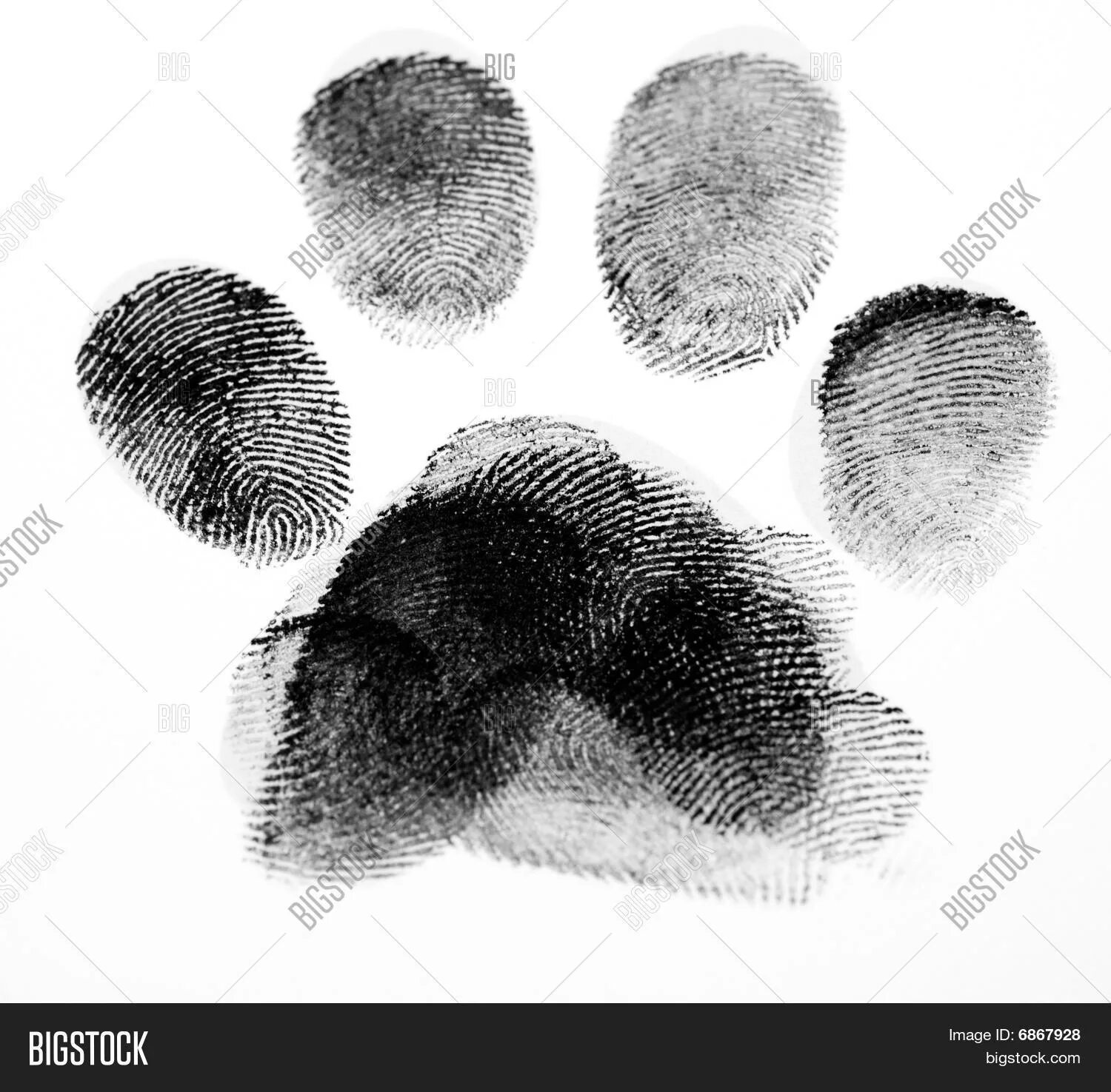 Есть ли отпечатки. Отпечаток носа собаки. Кошачий отпечаток пальцев. Отпечаток пальца собаки. Картина с отпечатками лап.