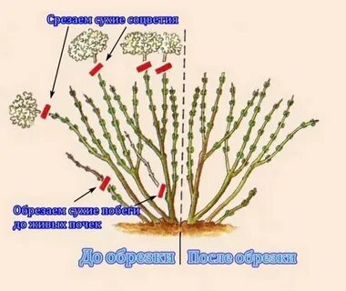 Обрезка древовидной гортензии