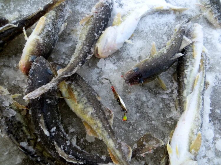 деревня уна - унская губа. деревня луда. погода в луде. погода в луде. погода в луде.