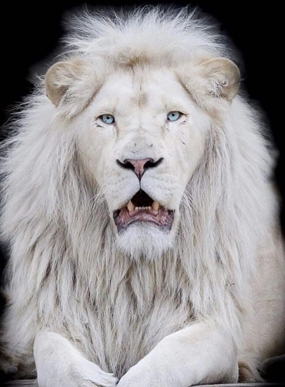 Лев с голубыми глазами. Голубоглазый лев. Голубоглазый лев. Голубоглазый лев. Лев фото.