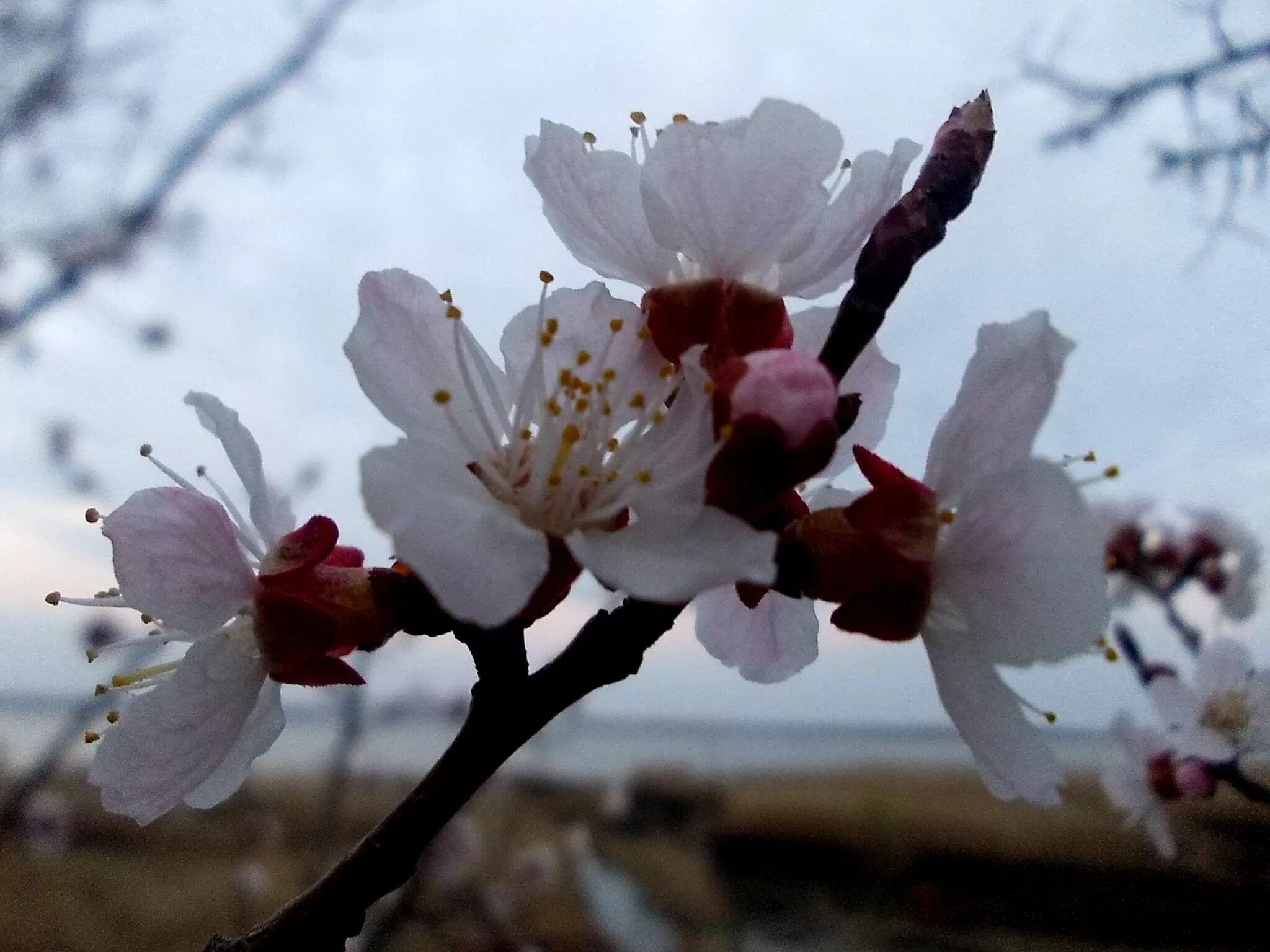 Цветущий абрикос дерево фото. Цветение урюка в Киргизии. Урюк дерево цветет. Цветущие абрикосы Урюк. Урюк дерево цветение.