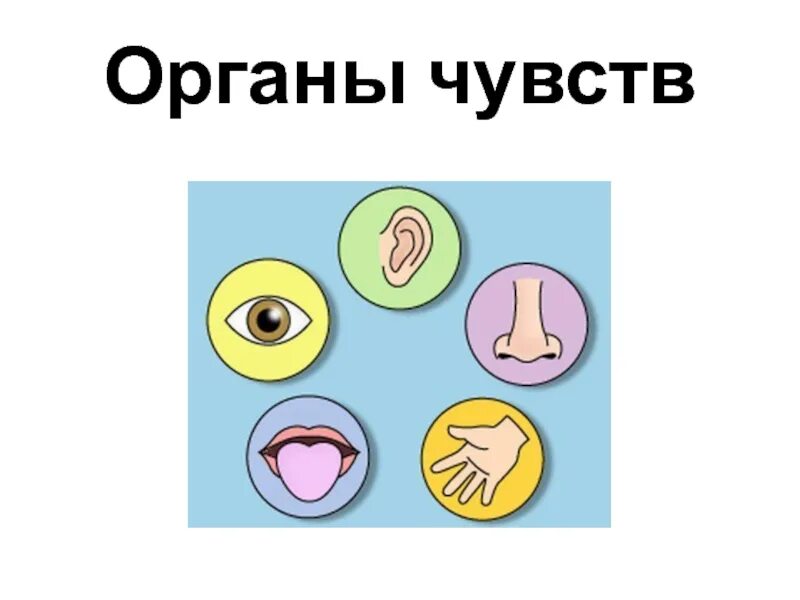 Что не является органом чувств. Система органов чувств схема. органы чувств человека. оиганы чувства человека. 5 органов чувств человека.