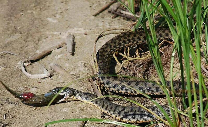 Download Gratuito de Fotos de Cobra-2 FreeImages