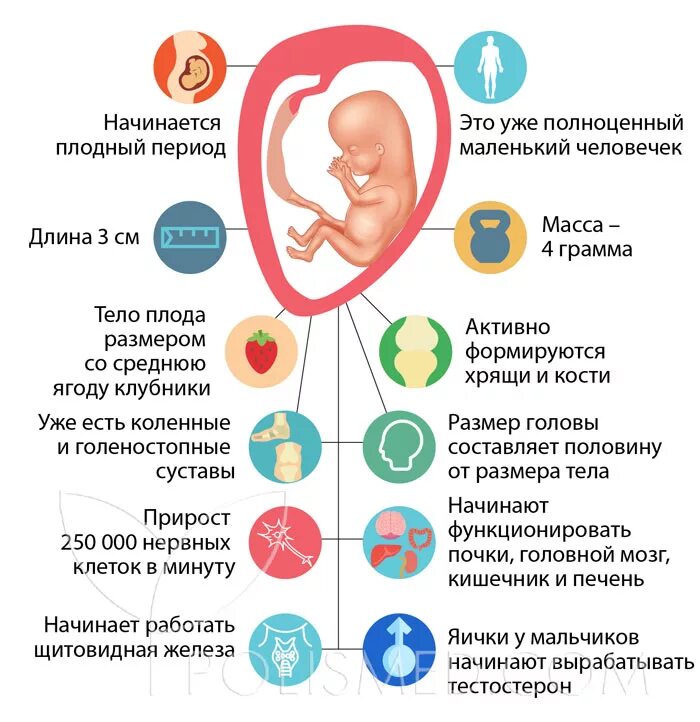 10 недель орви. Размер эмбриона на 10 неделе беременности. Ребёнок на 10 неделе беременности. Какой размер ребенка в 10 недель. 10 Недель беременности размер.