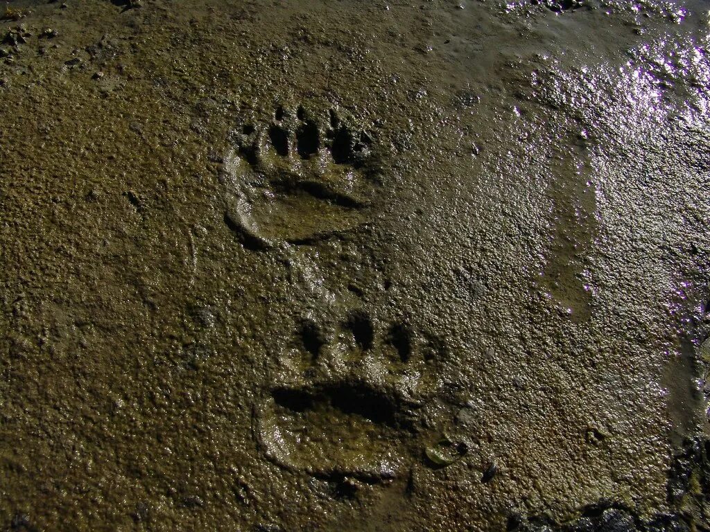 Bear track. Следы в лаэтоли. bear tracks. bonus track bear al.