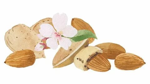 Amygdalus dulcis oil