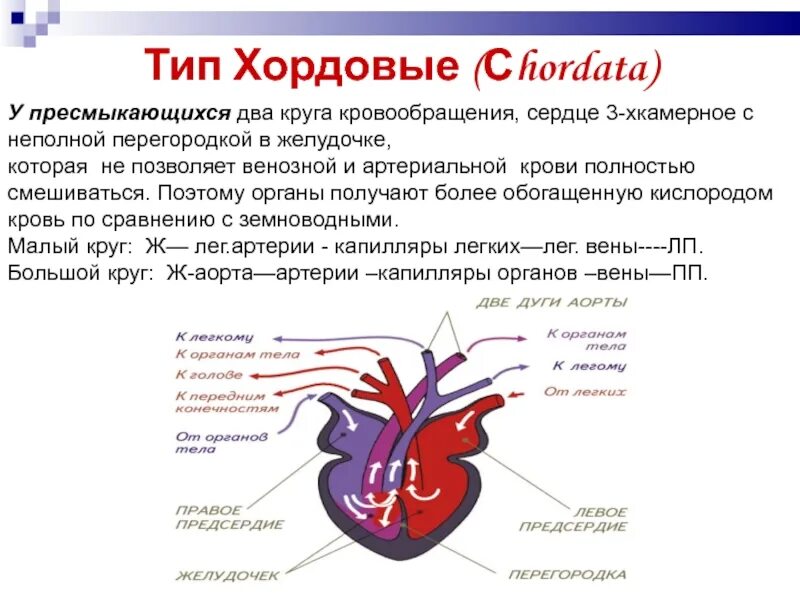 Какая кровь течет от легких у рептилий