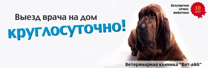 Круглосуточный выезд ветеринара. Вызов врача ветеринара на дом. выезд ветеринара на дом. вызов ветврача на дом. круглосуточный ветеринар на дом.
