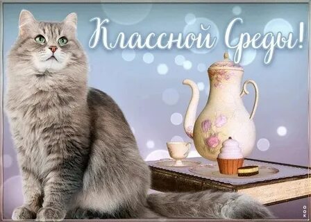 Доброй среды картинки прикольные смешные с надписью