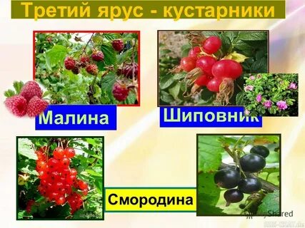 Шиповник смородина