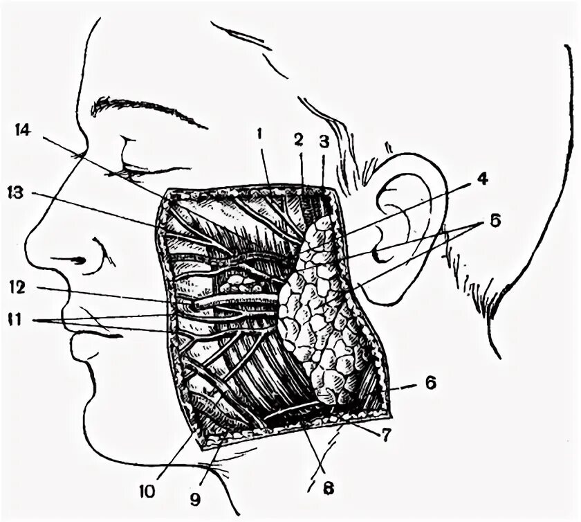 Топография околоушно-жевательной области. Околоушно-жевательная область топографическая анатомия. Топография околоушной слюнной железы. Околоушная слюнная железа анатомия топография. Образования околоушной железы