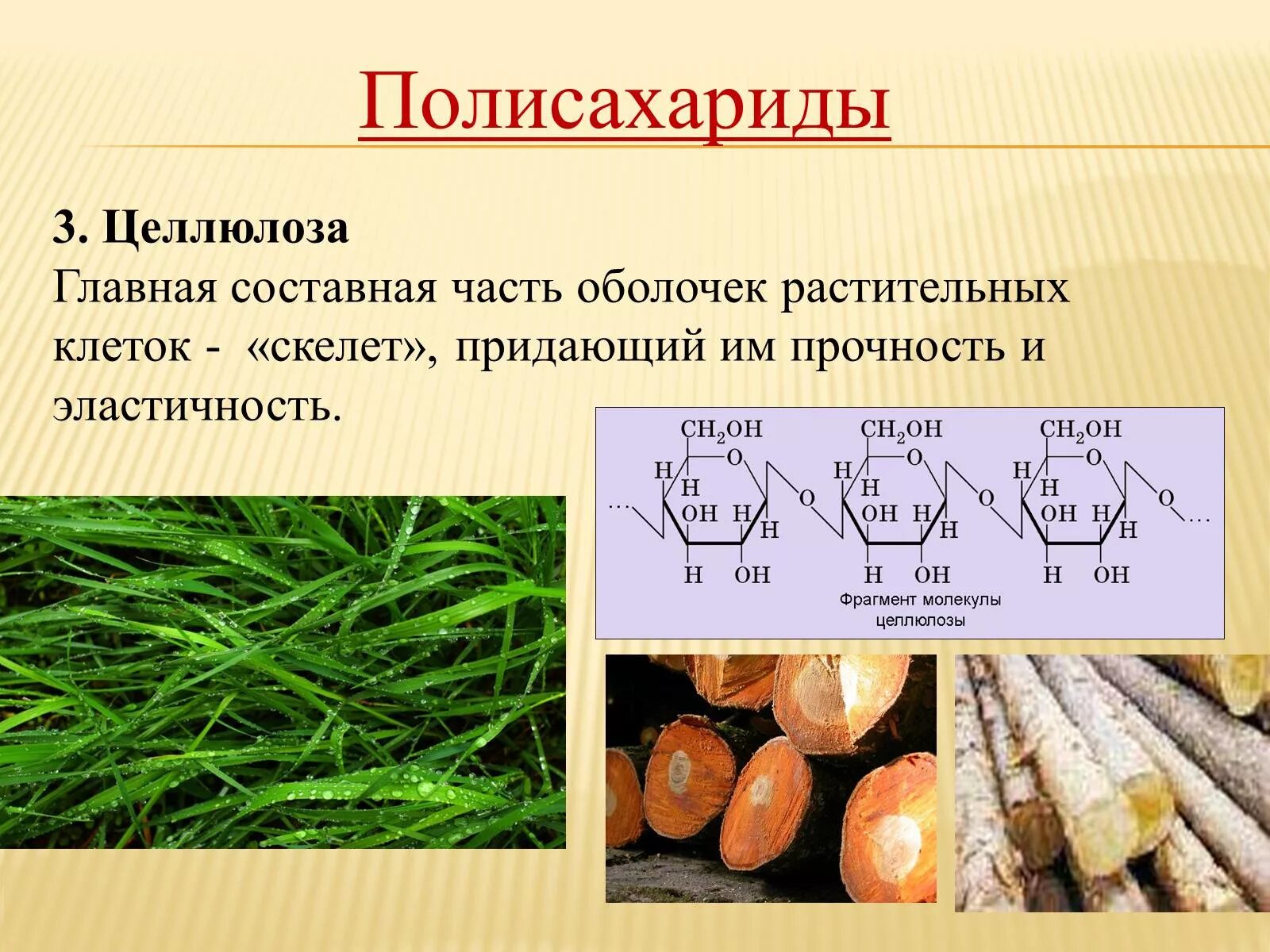 Полисахариды растительных клеток Целлюлоза. Целлюлоза Главная составная часть. Полисахарид в растительной клетке это. Полисахариды в растениях.