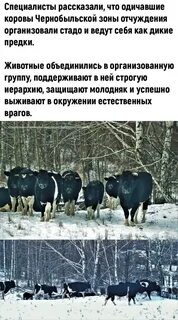 Двуглавый теленок в грузии