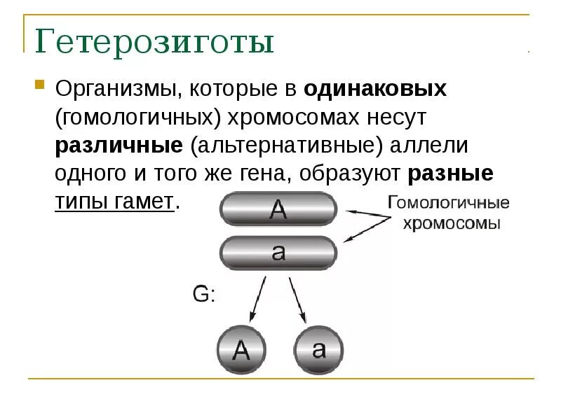 Типы гамет гетерозиготной особи. Гетерозигота образует один тип гамет. типы гамет которые образует гетерозиготная особь. типы гамет которые образует гетерозигота. гомозигота и гетерозигота это.