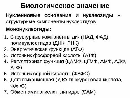 Биологическая роль оснований