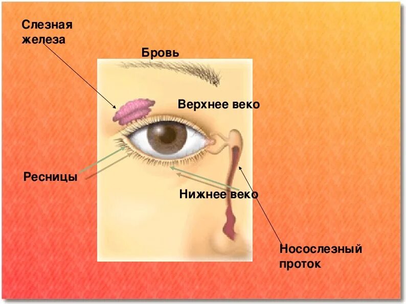 Мунтжаки слезные железы. Слезная железа верхнего века. Слёзная железа анатомия. Строение глаза слезная железа. Слезная железа находится