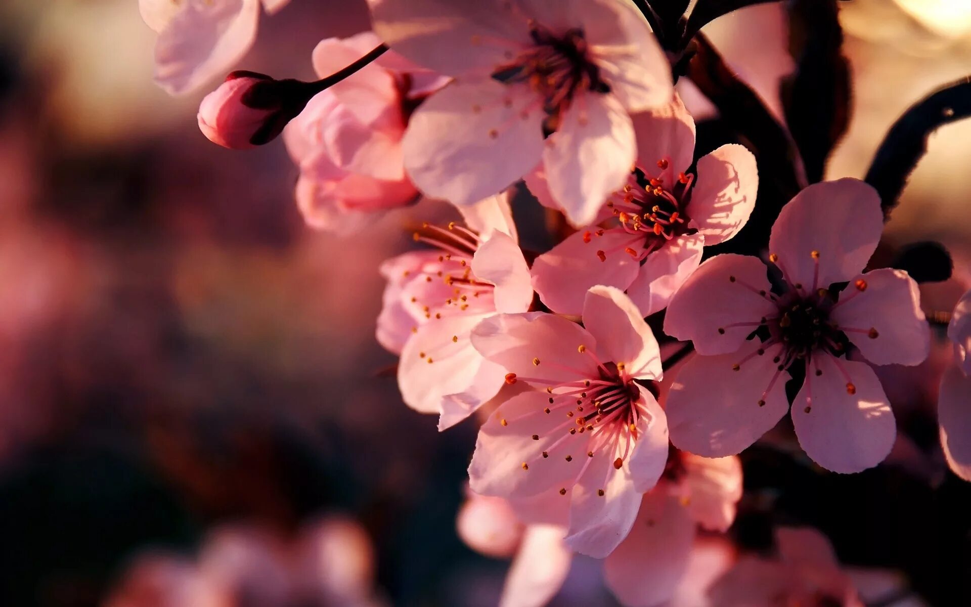 Картинки на экран телефона. Цветущая вишня. Цветы Сакуры. Розовые цветы. Японские цветы.