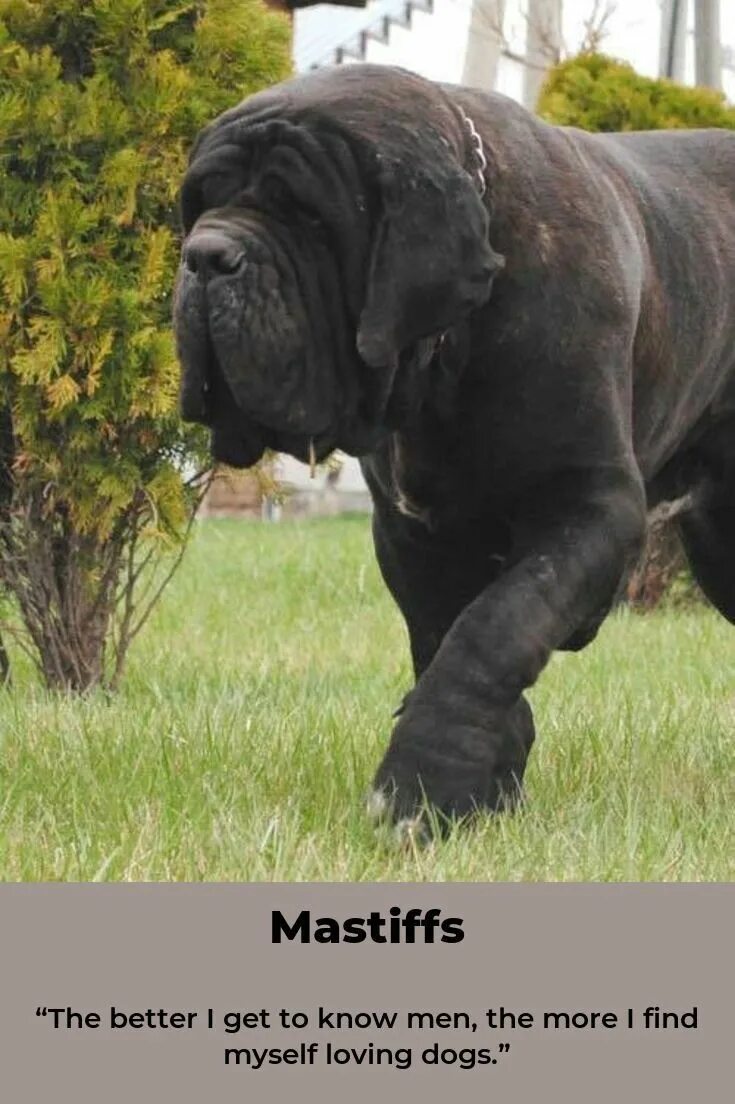 Мастиф martha. Неаполитанский мастиф геркулес. Тибетский мастиф щенок. Английский мастиф фото с человеком. Неаполитанский мастиф геркулес.