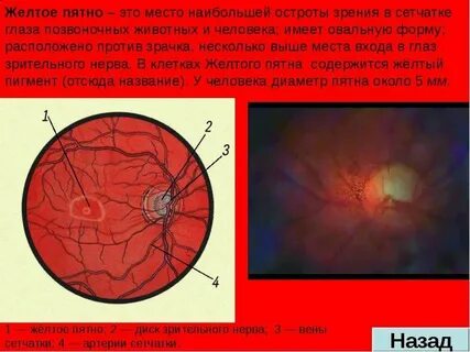 Диск зрительного нерва располагается