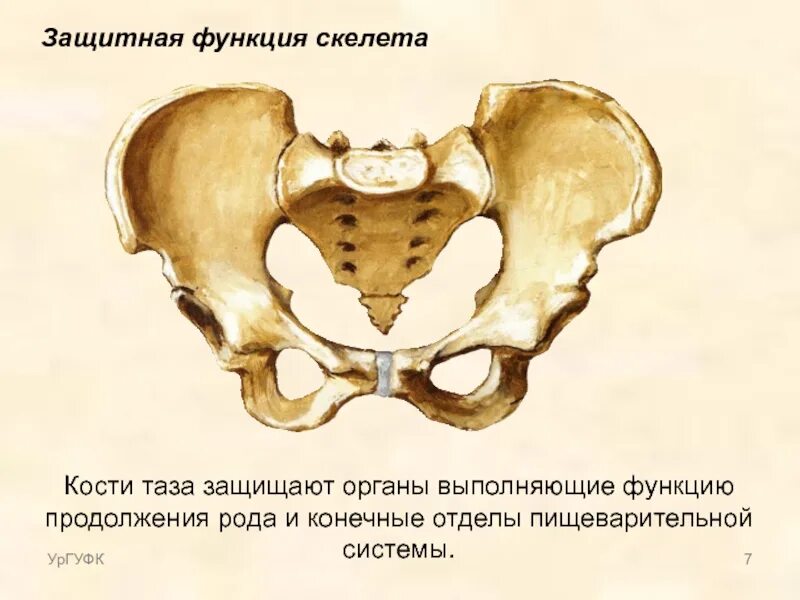 Кости таза. Функции тазовой кости. Строение таза. Роль костей таза.