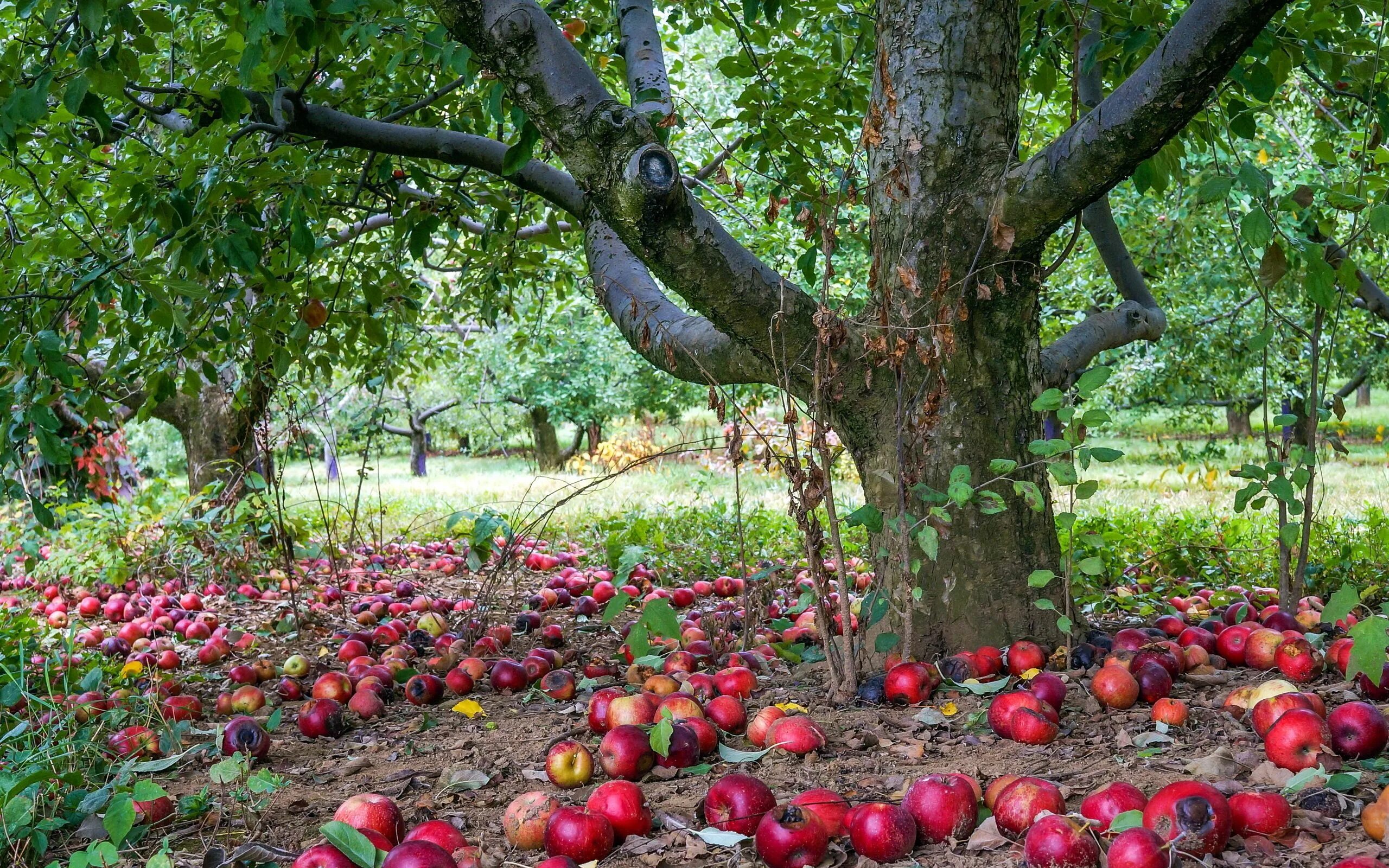 Apple tree garden