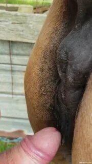 Mini mare pussy - free nude pictures, naked, photos, XXXSexZoo.com.