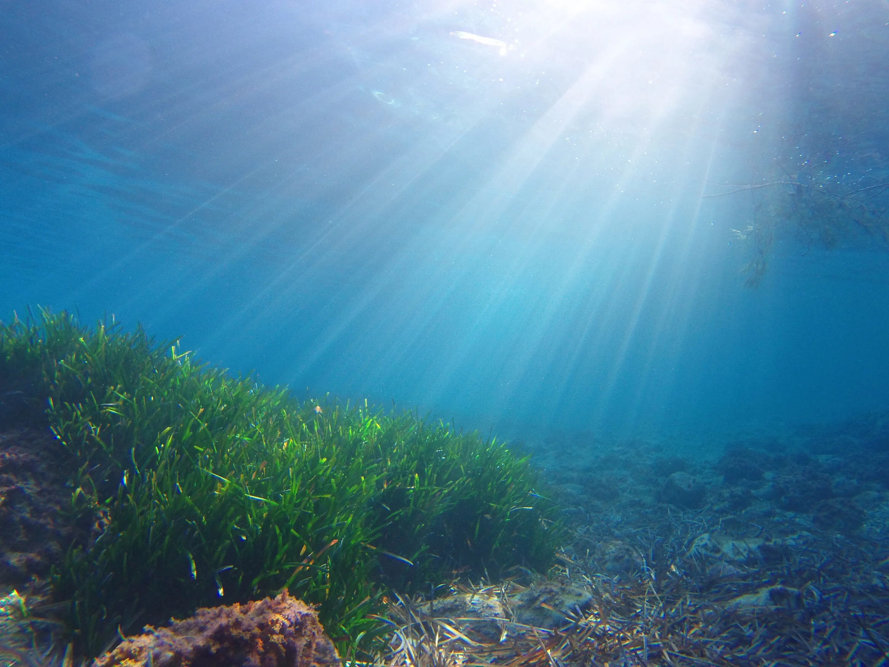 Сквозь толще воды. Морское дно. Дно океана. Море под водой. Подводные пейзажи.