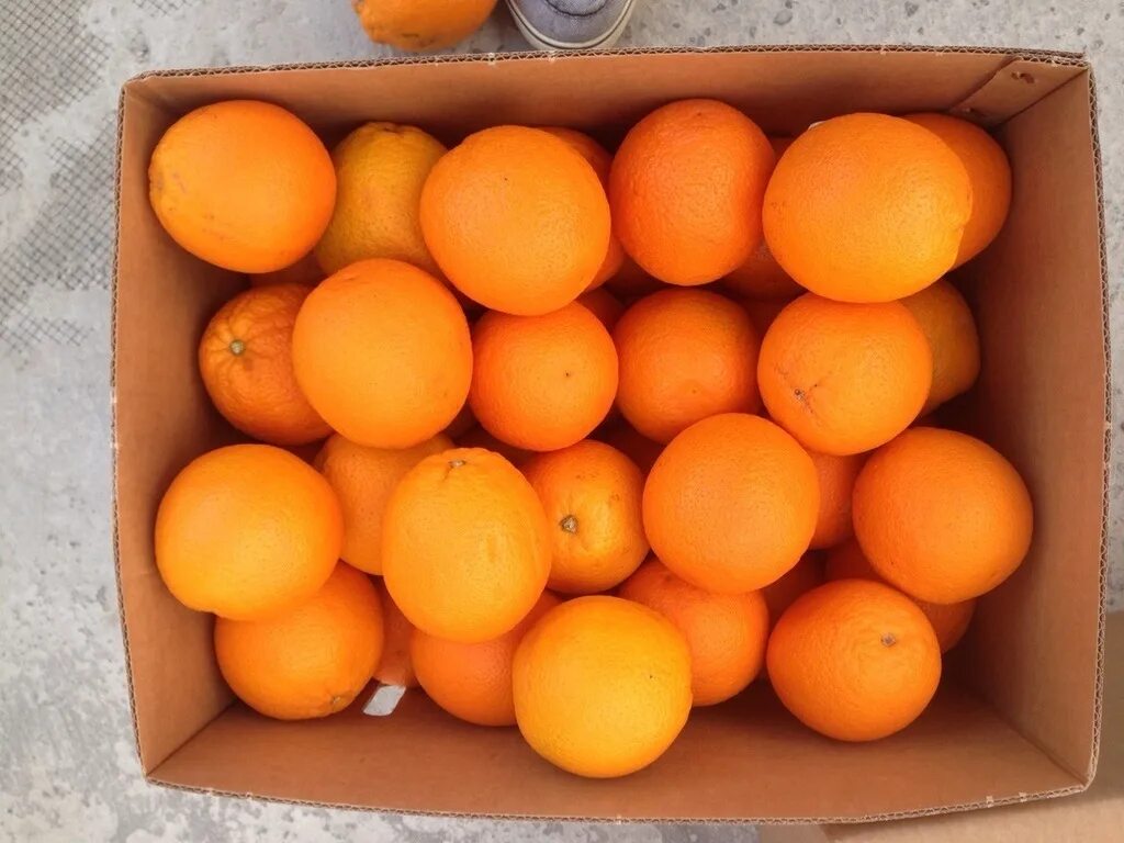 Килограмм апельсинов через. Апельсин сорт Валенсия. Апельсины (Египет) / сорт «Валенсия». Апельсины оптом. Килограмм апельсинов.