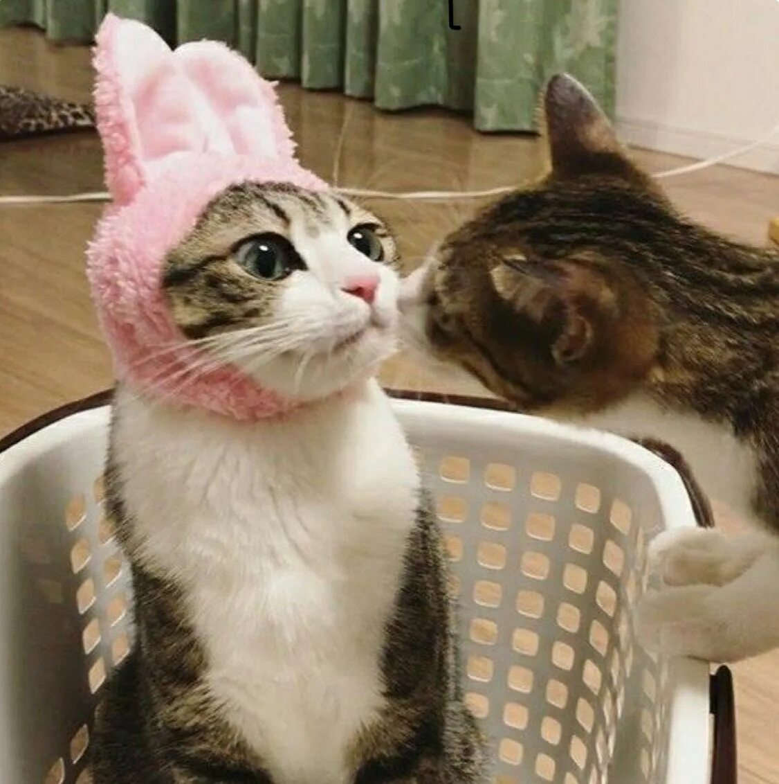 Цмок ды. Котята тьмок. цмок котик. котенок чмокает. тьмок не тьмокай.