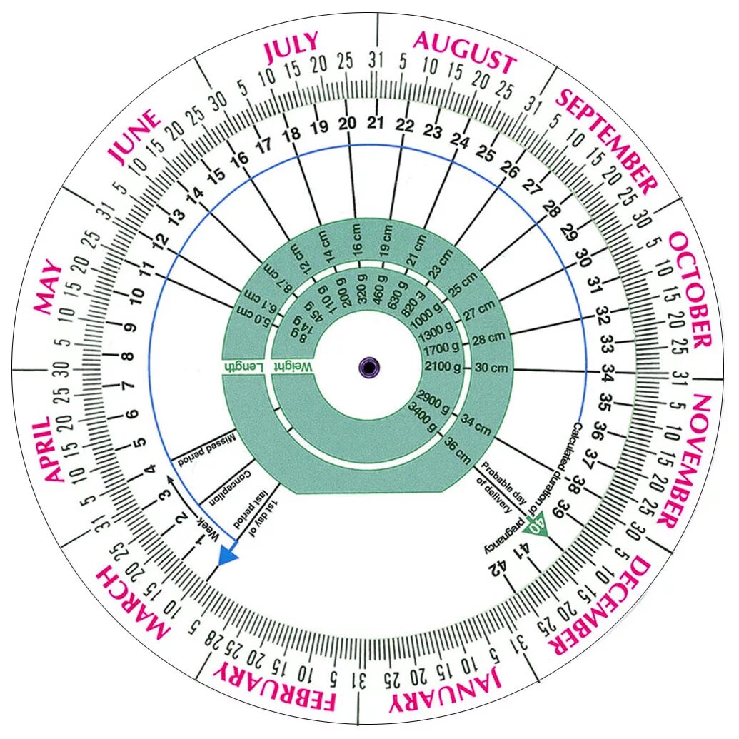 Акушерский календарь. Календарик беременности круглый. Акушерский календарь круглый. Таблица для зачатия и даты родов. Рассчитать роды по овуляции