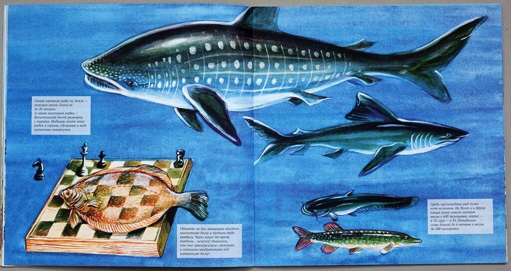 Рыба ихтиология. Ихтиолог рисунок. Книга Сладков рыбы. Прочитайте рыбе вода