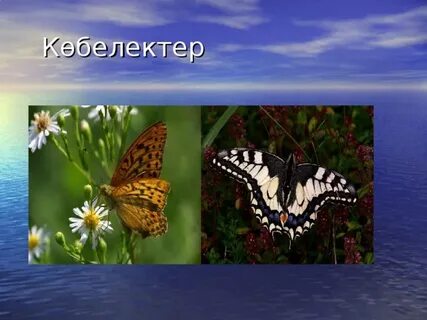 Дәретхана институты онлайн