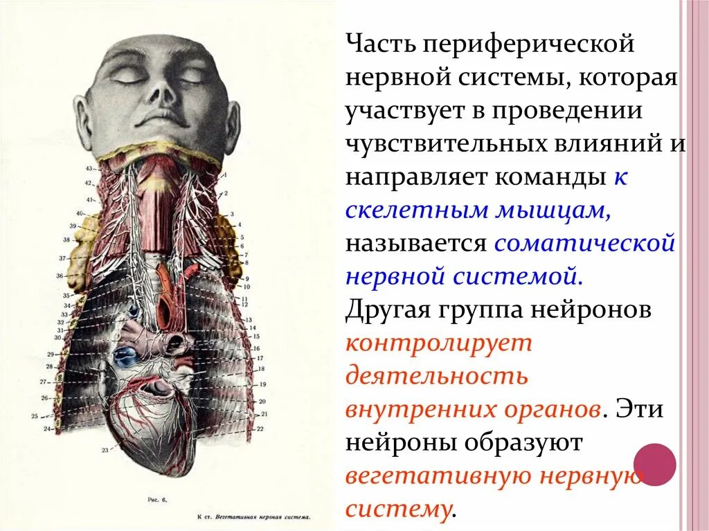 Воздействие на периферическую нервную систему