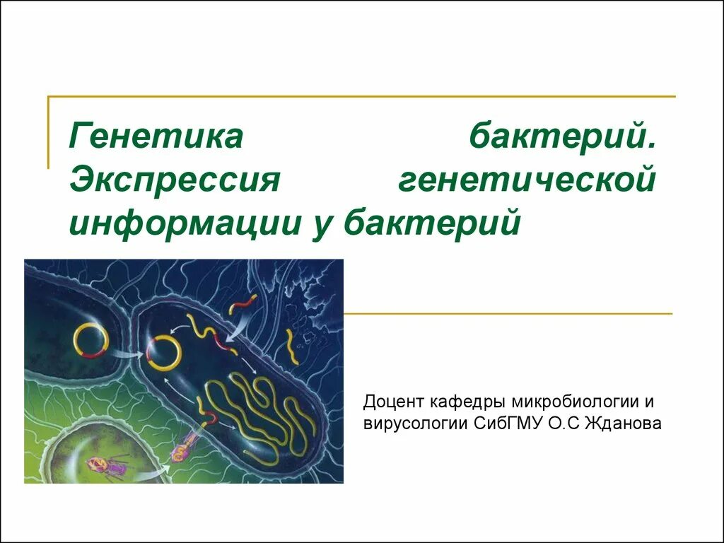 Генетика микробов микробиология. Генотип микроорганизмов. Генетика микроорганизмов генотип. Генетика бактерий микробиология. Наследственная информация у бактерий