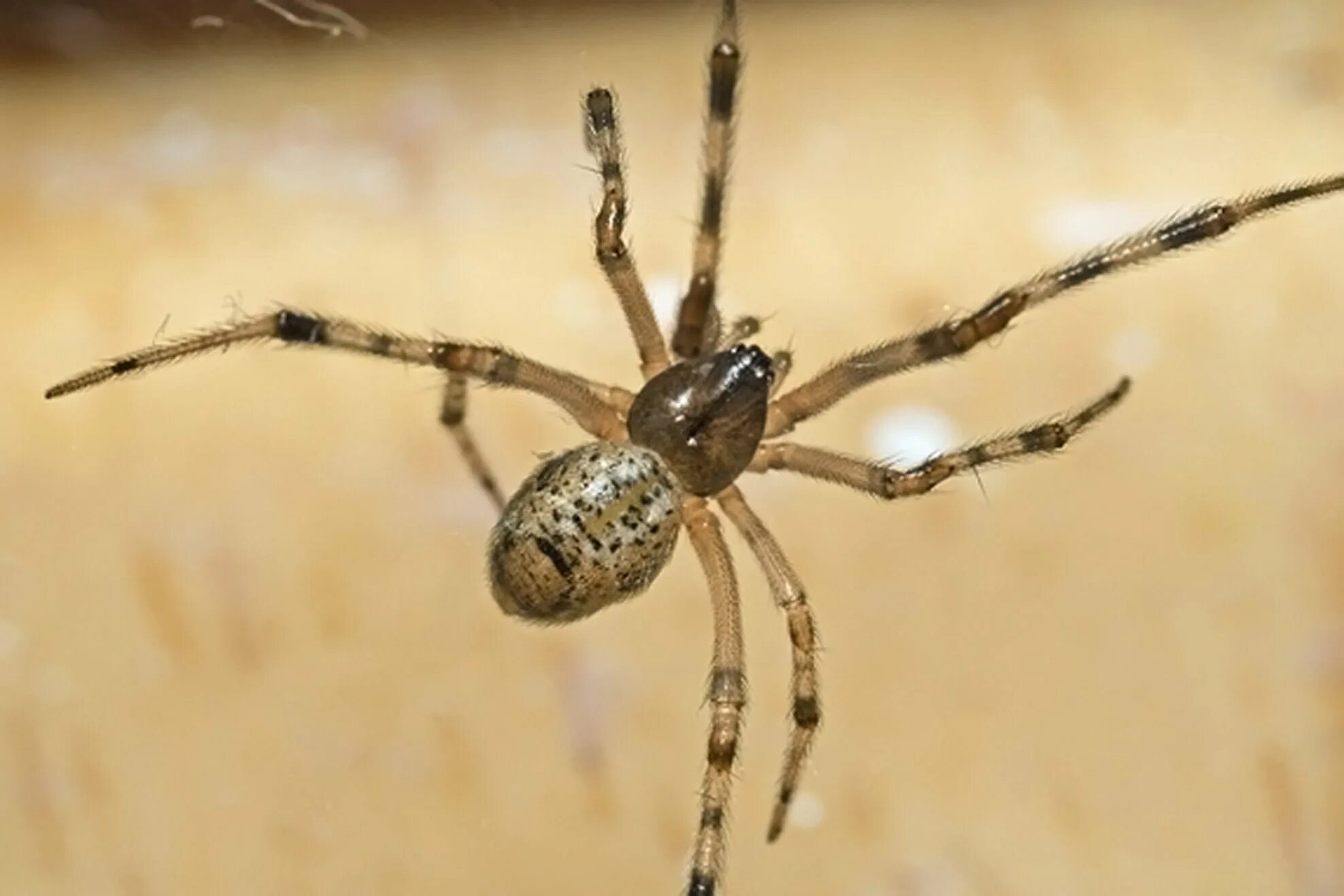 Паук парастеатода. Домовый паук Tegenaria domestica. Домовый паук паукообразные Северной Америки. Паук хлыст паук хлыст.