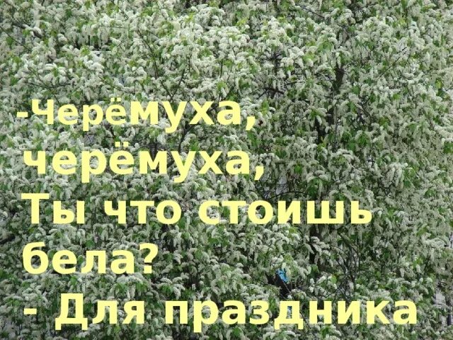 Черемуха черемуха ты что стоишь бела