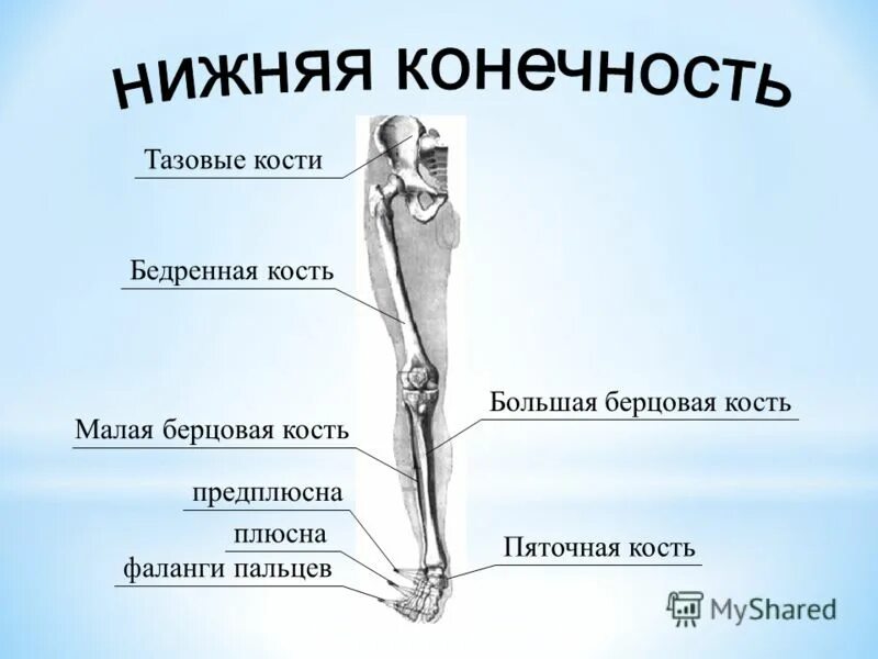 Кость где бедро. Рудимент малая берцовая кость. Бедренная кость большая и малая берцовая. Бедренная и большая берцовая кости. Малая и большая берцовые кости.