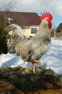 Барковские куры