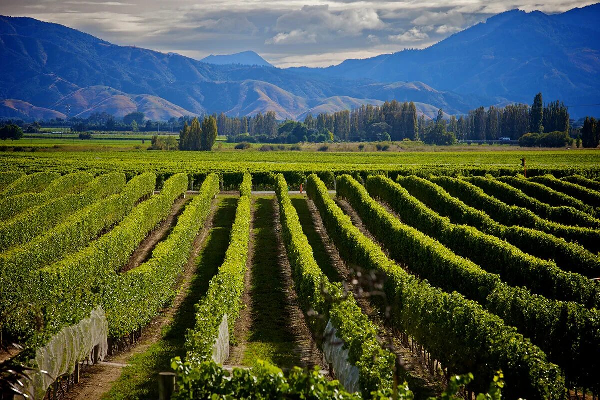 Марлборо (Marlborough, новая Зеландия) виноградники. Новая Зеландия Мальборо винодельческий регион. Долина Мальборо новая Зеландия. Новая Зеландия виноградники.