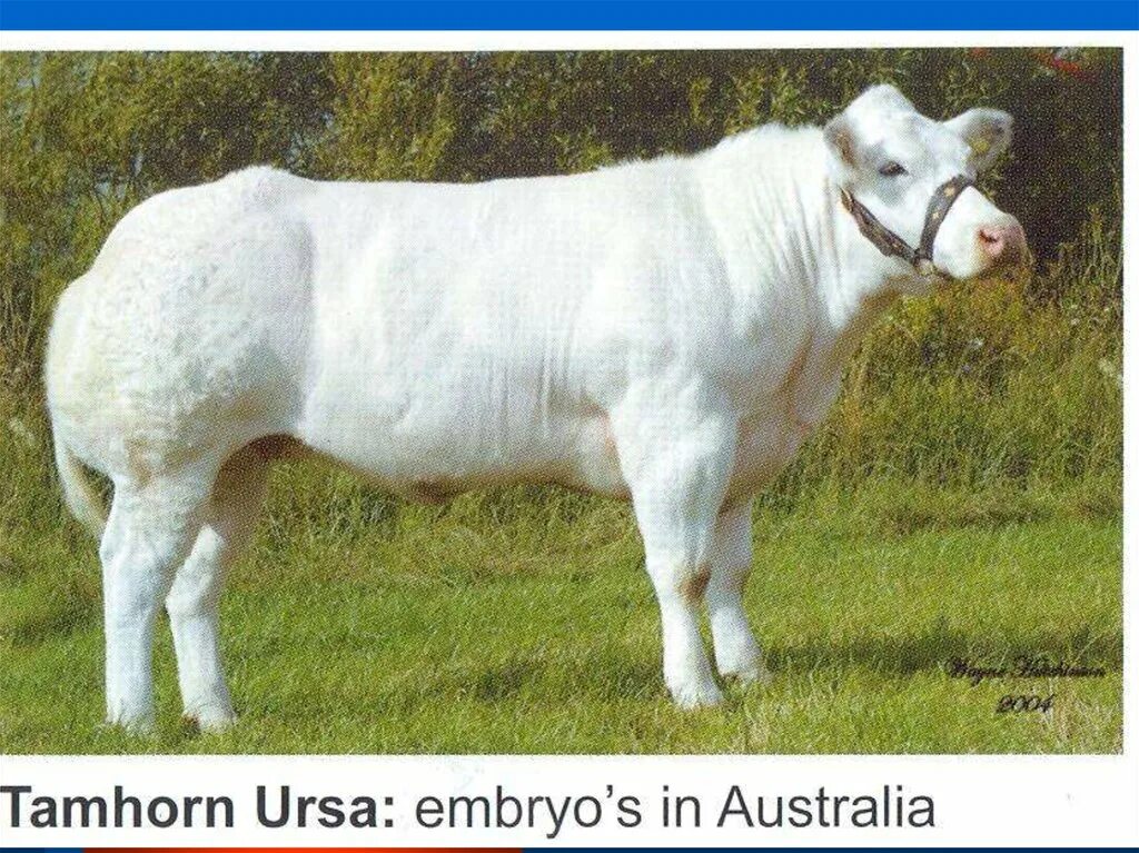 Порода конституция экстерьер. Порода конституция экстерьер. Масть черно пестрой коровы. Типы конституции сельскохозяйственных животных. Типы конституции коров.