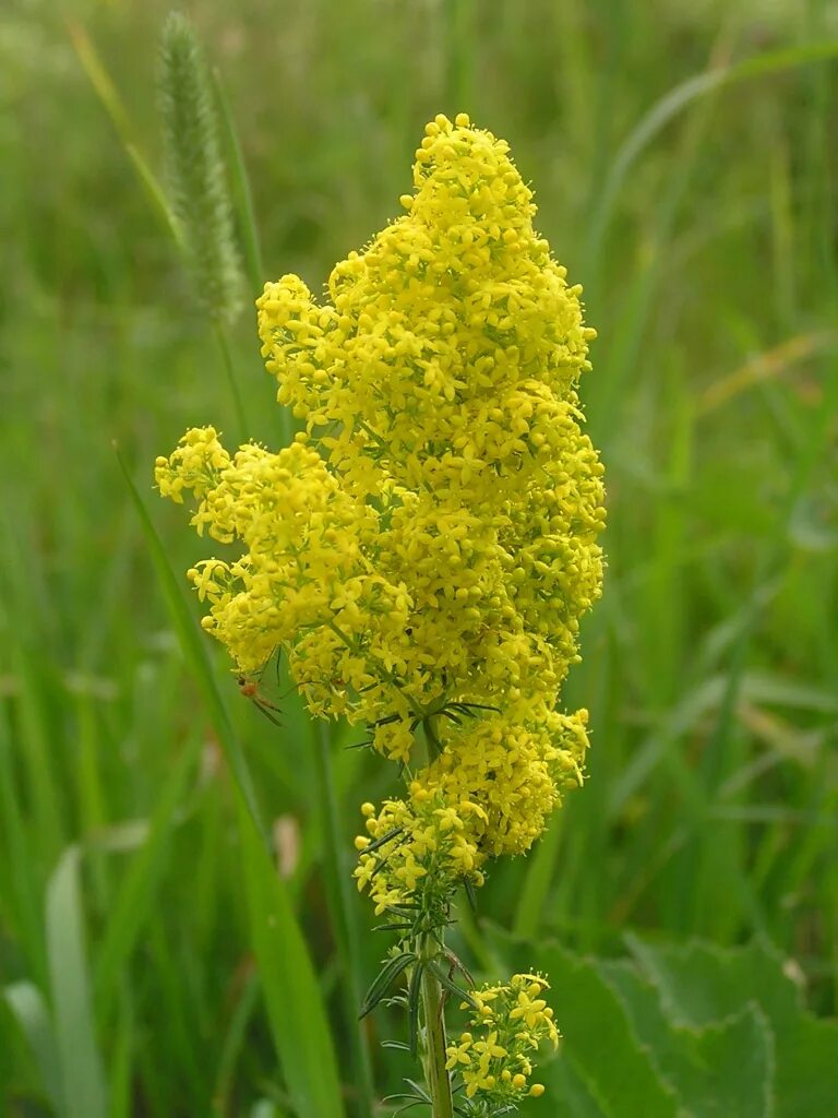 подмаренник настоящий лечебные свойства. подмаренник байкальский. подмаренник подмаренник. подмаренник степной. алтайские лечебные травы.