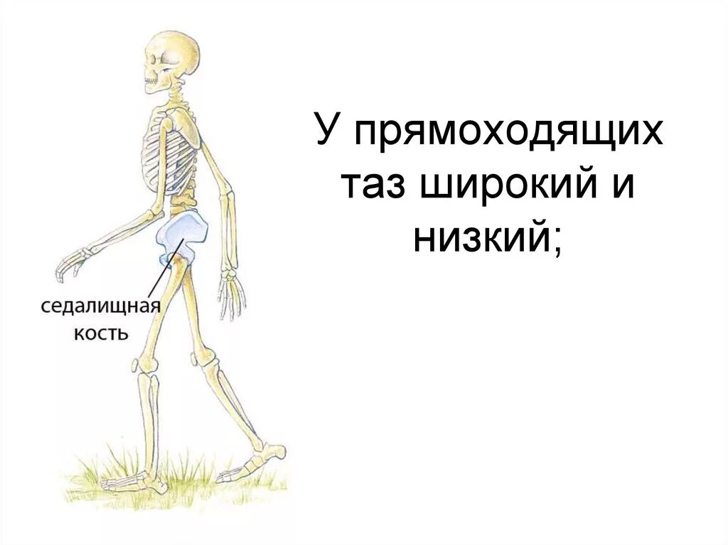 Таз человека прямоходящего. Происхождение прямохождения. Прямохождение человека. Скелет прямоходящего человека в сравнении.