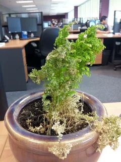 Out plant